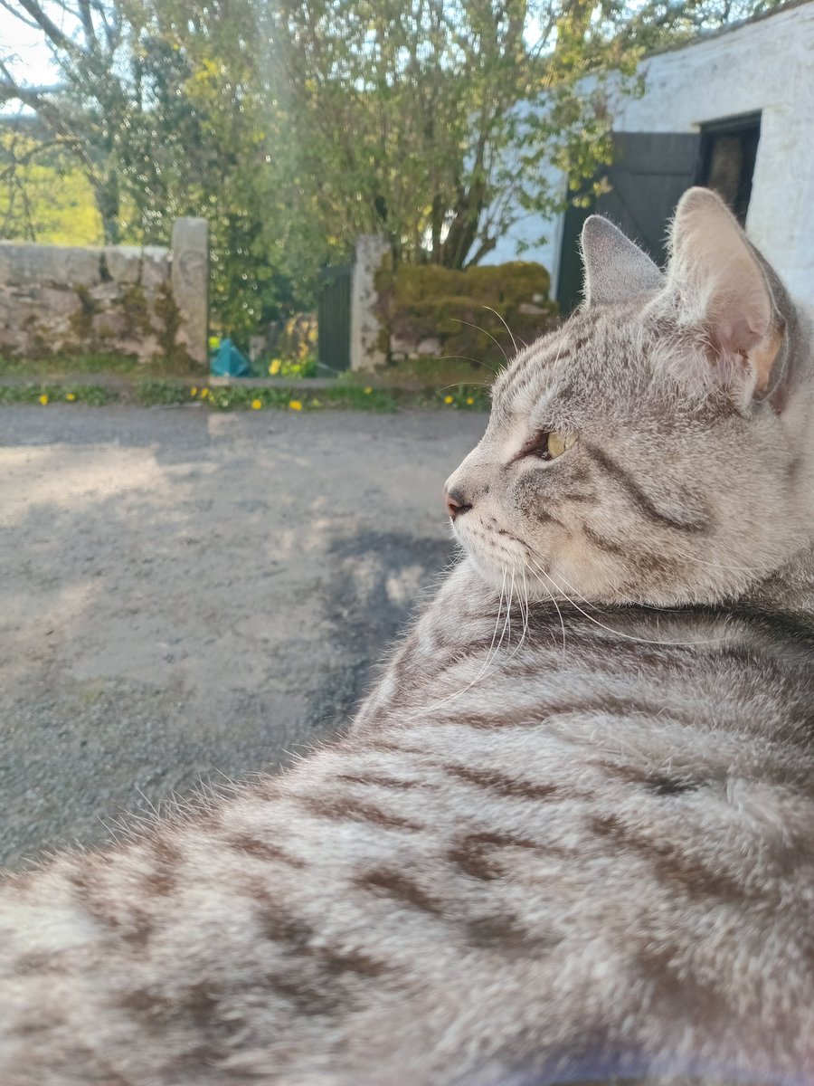CorporalLittle's tweet photo. Well it's my birthday - again ! I'm sure someone spirits some months away each year to make time pass faster.
It's been a nice day, sunshine, peace, quiet, and my cats. 
A distraction from the recent events. https://t.co/mjIhMtv6yz
