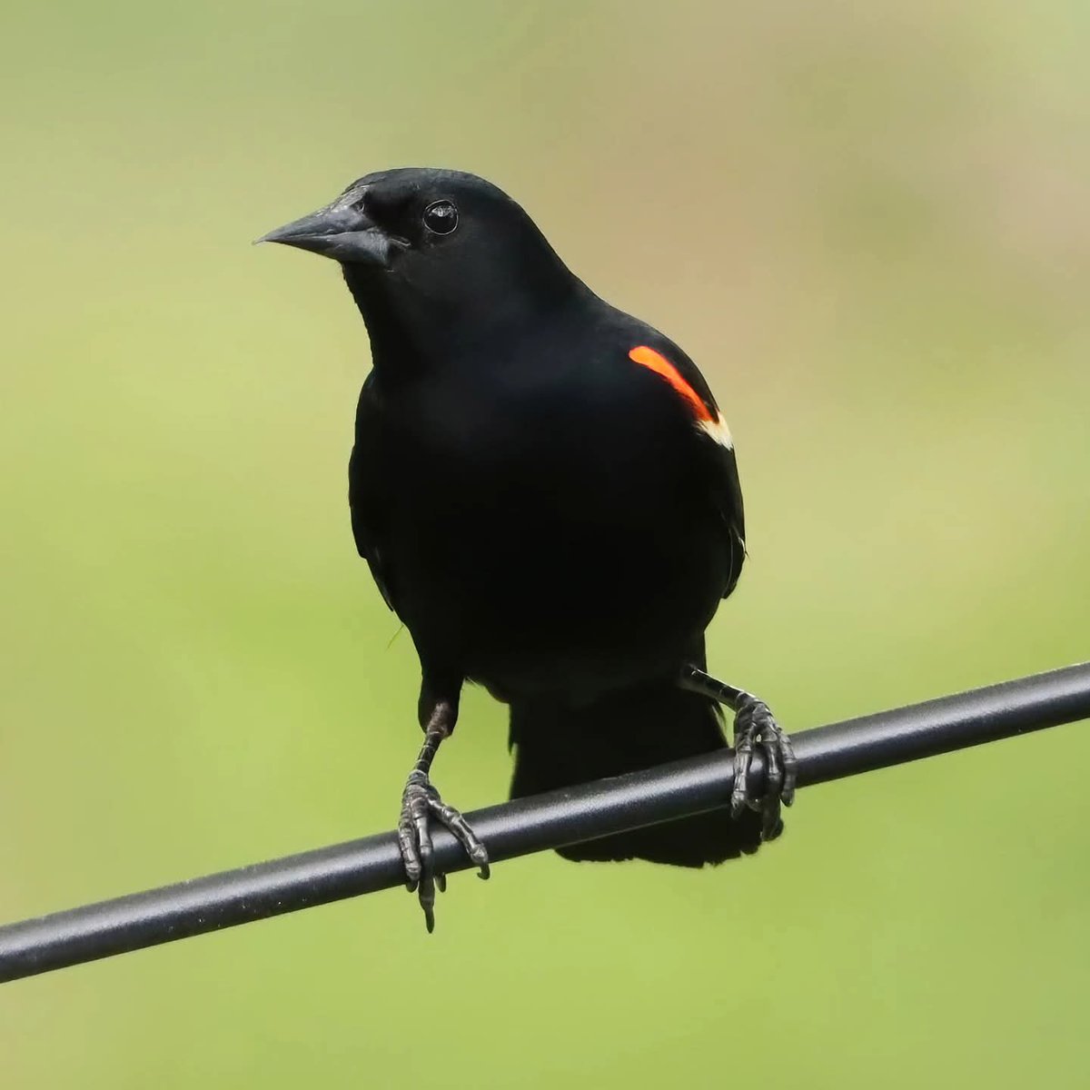 I love the melodic trills from our red-winged blackbirds...
#redwingedblackbirds #birding #redwingedblackbird #ohiobirds #ohiobirdworld #ohiobirdlovers