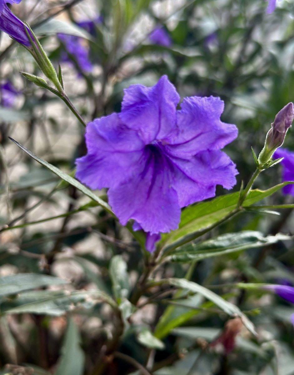 Entre serenidad e intensidad, encuentro belleza. 💜
.