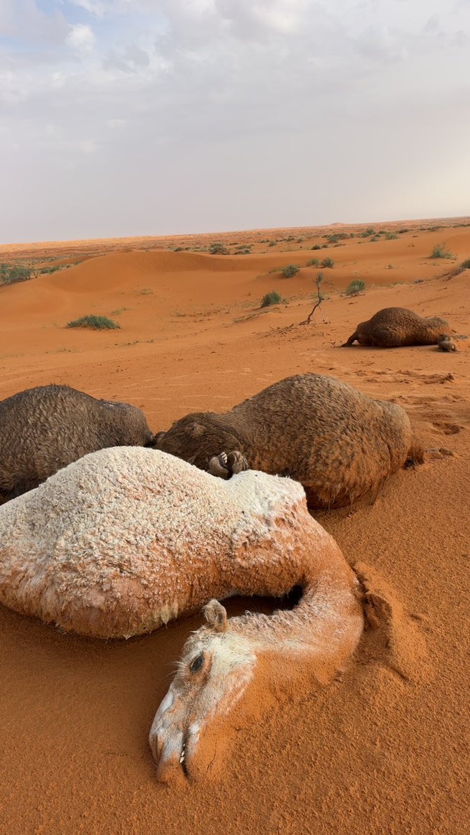 شبيب عبدالرحمن الحربش tweet media