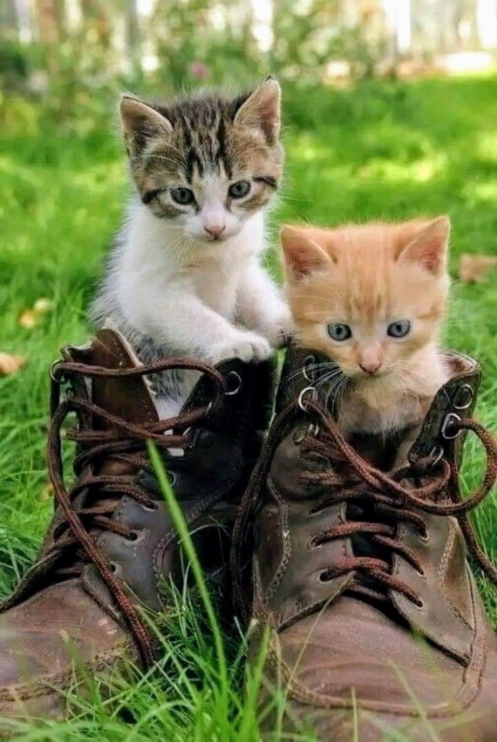 BunnieKat1962's tweet image. Happy
#Caturday 
#kittens 
#cats
These are my shoes! Way too big!