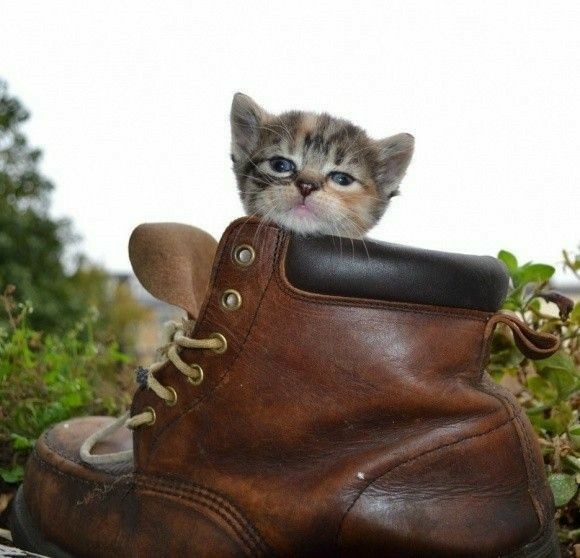 BunnieKat1962's tweet image. Happy
#Caturday 
#kittens 
#cats
These are my shoes! Way too big!