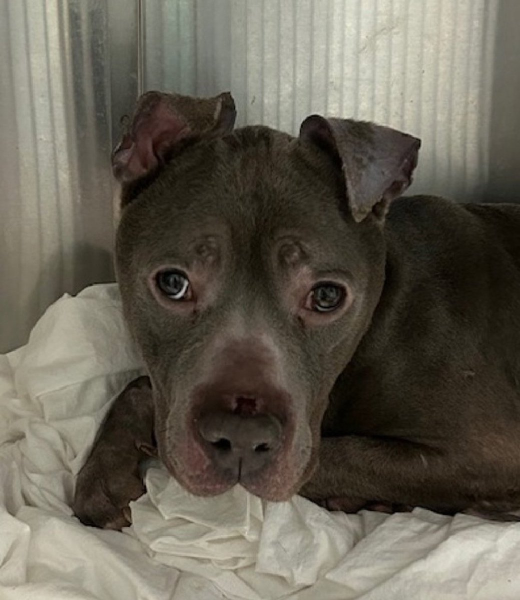 MorgFairsdogs's tweet image. Blaze 251091
Kill Command 
#NYCACC #RescueOnly 
He is an adorable 2 yr old
Emaciated, has a wound, alopecia and CIRDC 🚑
Loves plush squeaky toys 
Needs exp all adult home 
Help save Blaze!
#Pledge4Rescue #foster #adopt 
#DogsofX