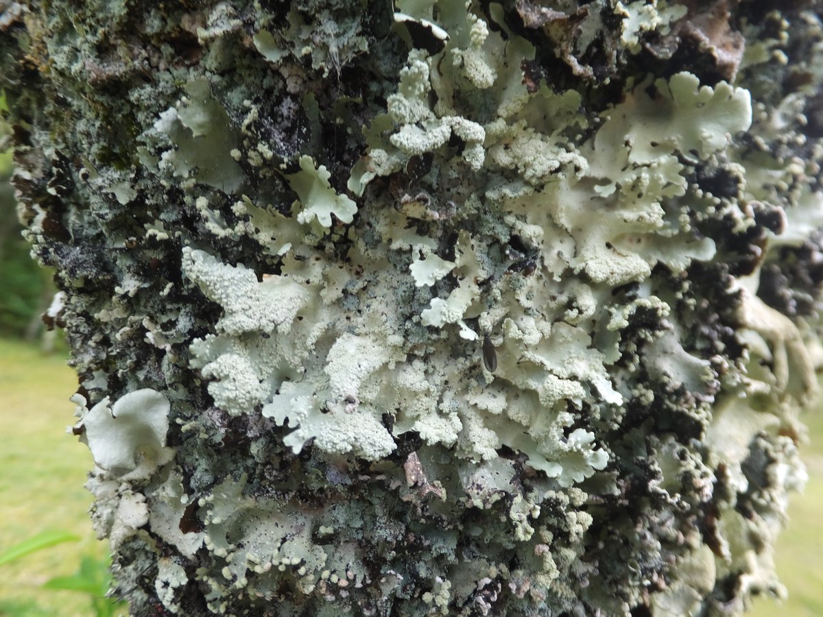 yellow_lic02's tweet photo. 東広島市　鏡山公園
#地衣類 #lichen https://t.co/3FGwKqG43f
