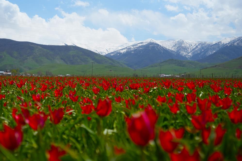 Zazakî News tweet media