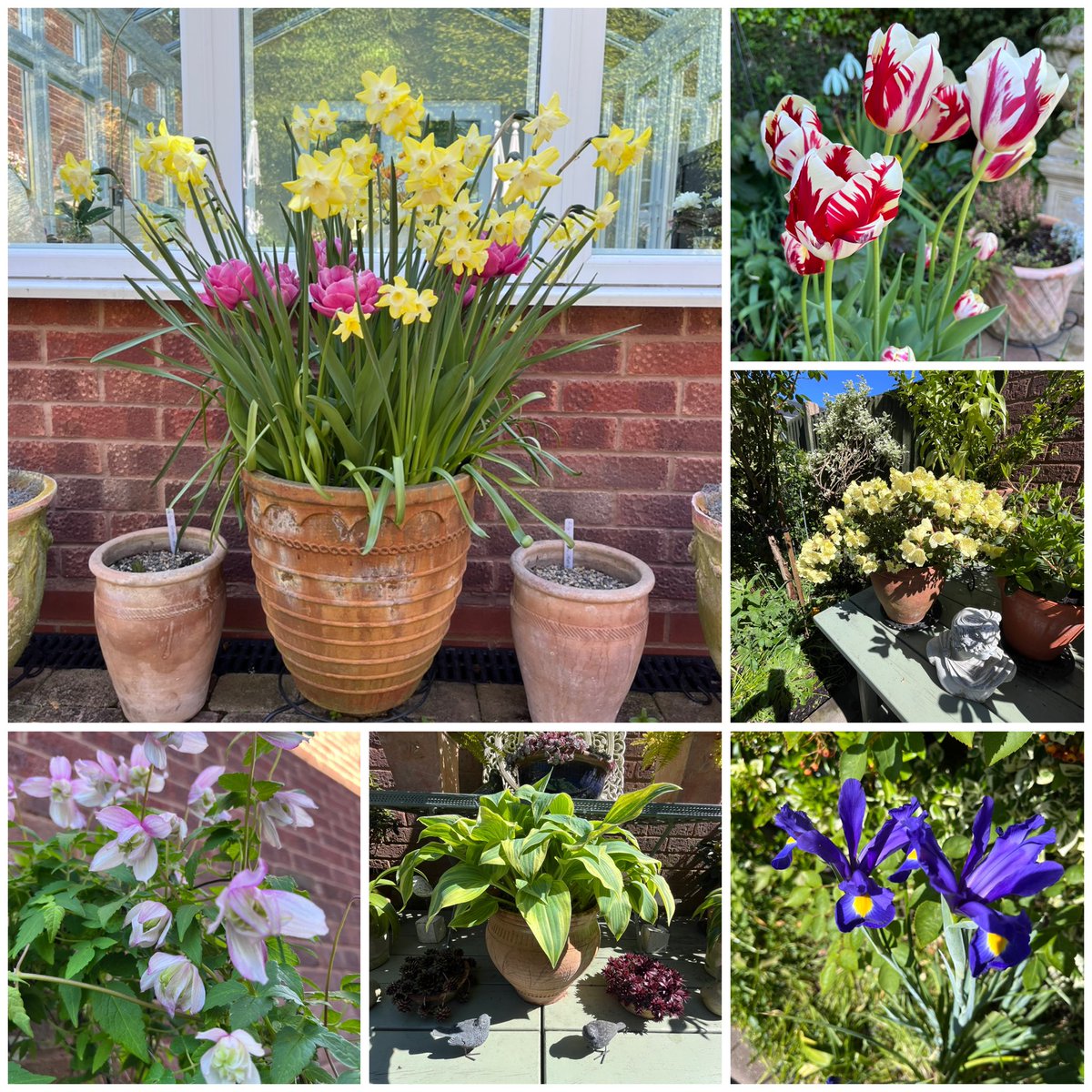 Milhart66Ken's tweet image. Here’s my #SixOnSaturday gardening friends. Enjoy your evening. #gardening #gardeninglife #gardenersworld