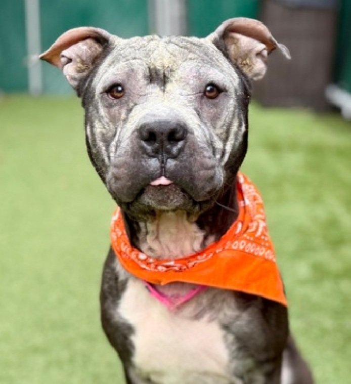 King 247759
Kill Command 
#NYCACC #RescueOnly 
He is a cute 1 yr old puppy 🐶 
Has made significant improvement with treatment of his alopecia 🚑
Social with staff, loves fetch
Dog reactive in care 
Needs exp all adult home 
Save King!
#Pledge4Rescue #foster #adopt