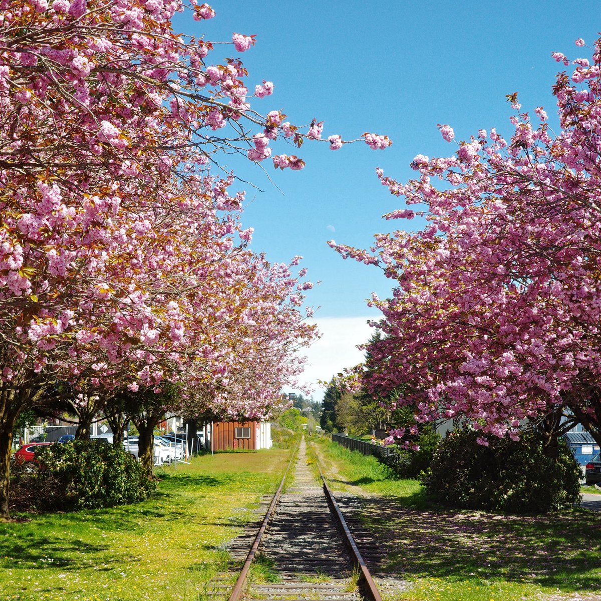 investyuuki's tweet image. City of gardens 🇨🇦

#TravelPhotography
#Wanderlust
#Explore
#Aesthetic