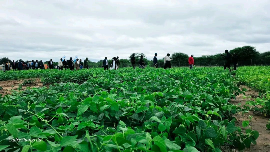 Cadre Shangri-la tweet media