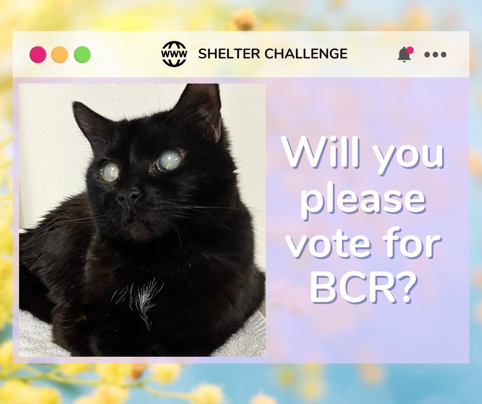Warm Hearts, Fresh Starts Shelter Challenge is here! 🐾 Vote for blind, FELV+, &amp; FIV+ cats—it's free &amp; quick! Daily votes help them win! 😺 🐾

🔗 VOTE: bit.ly/3Ue7TmV
📧 Need a reminder? Email: blindcat@blindcatrescue.com

Thank you so much for helping the kitties! 💙