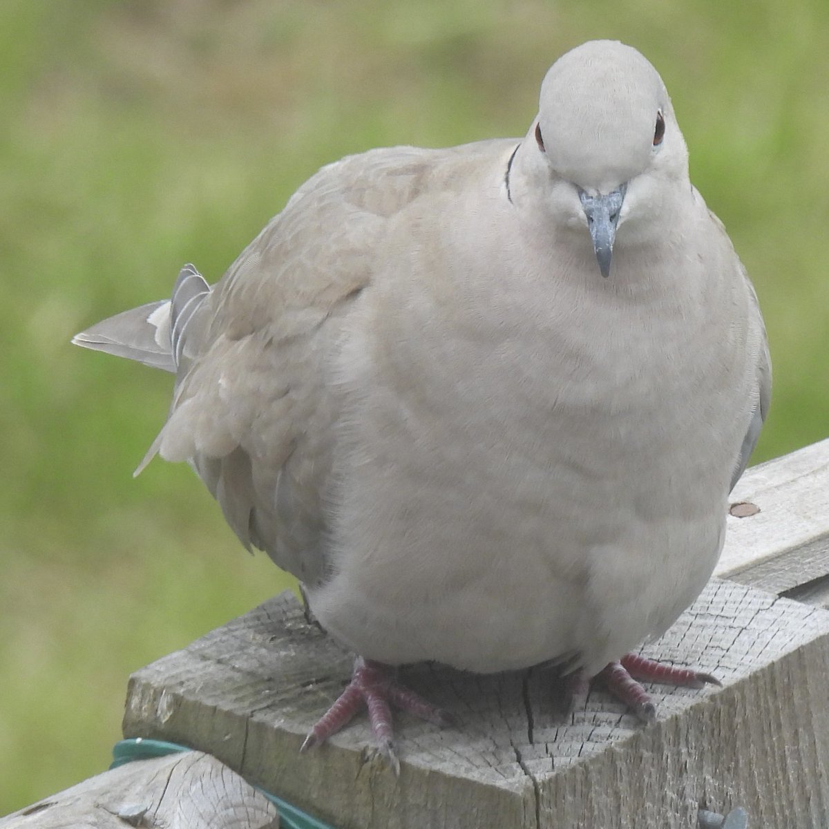 Palumbus_Pics's tweet image. Cute plump dove #collareddove #birds #naturephotography
