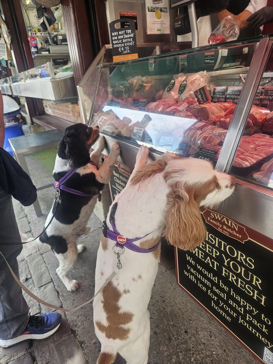 runawaygirl248's tweet image. The boys deciding what they fancy for dinner 😉
#cavpack #York