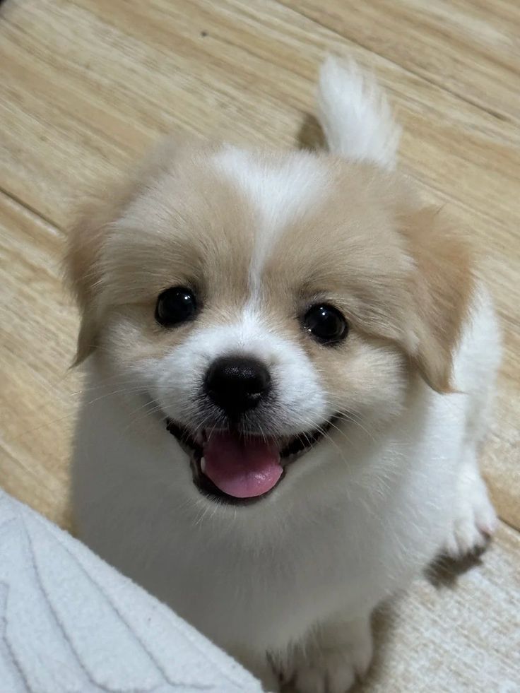 puppies video tweet media