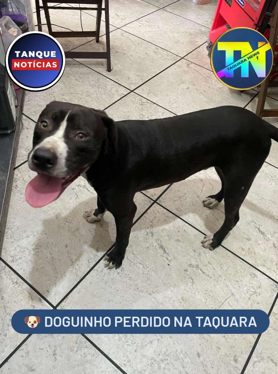 🐶 DOGUINHO PERDIDO NA TAQUARA 

Neste Sábado, esse doguinho apareceu perdido na Estrada do Outeiro Santo, vindo do Colônia, na #Taquara.

Ele é dócil, jovem, bem cuidado e estava desorientado, como se estivesse procurando o dono provavelmente.

Se alguém souber quem é o possível