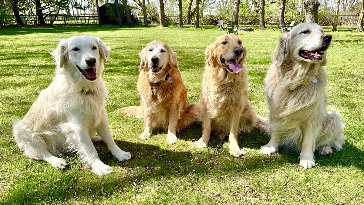 MikeFrezon's tweet image. Cousin Jack has been here a LOT the last few days. The good news is that he and his new little sister and M&amp;amp;D are moving closer to us!  YAY!  More shenanigans for sure!

#BrooksHaven #GoldenRetrievers #grc #dogcelebration #shenanigans