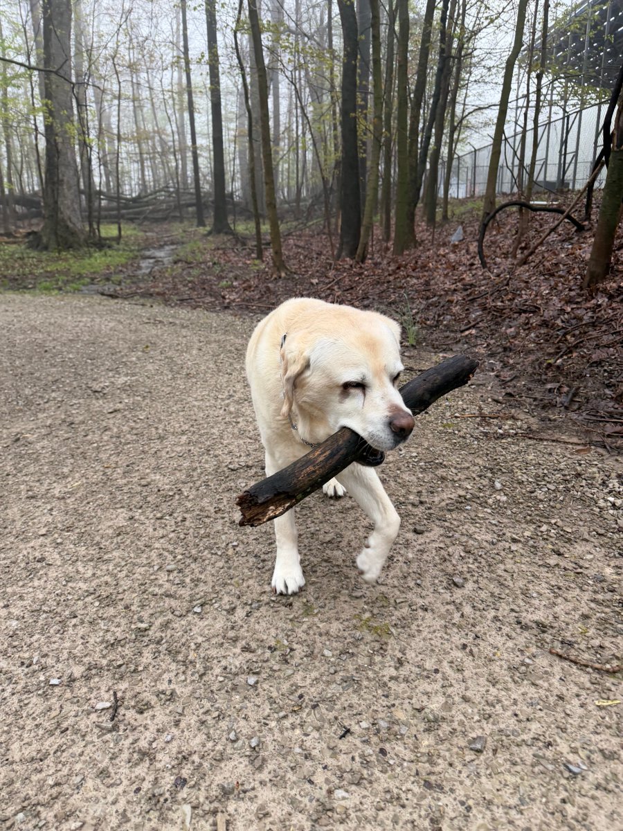 xvermonter61's tweet image. The weather stinks but I got a good see stick, so all is well! 🤗#DogsofTwitter #SaturdayThoughts #StickDog