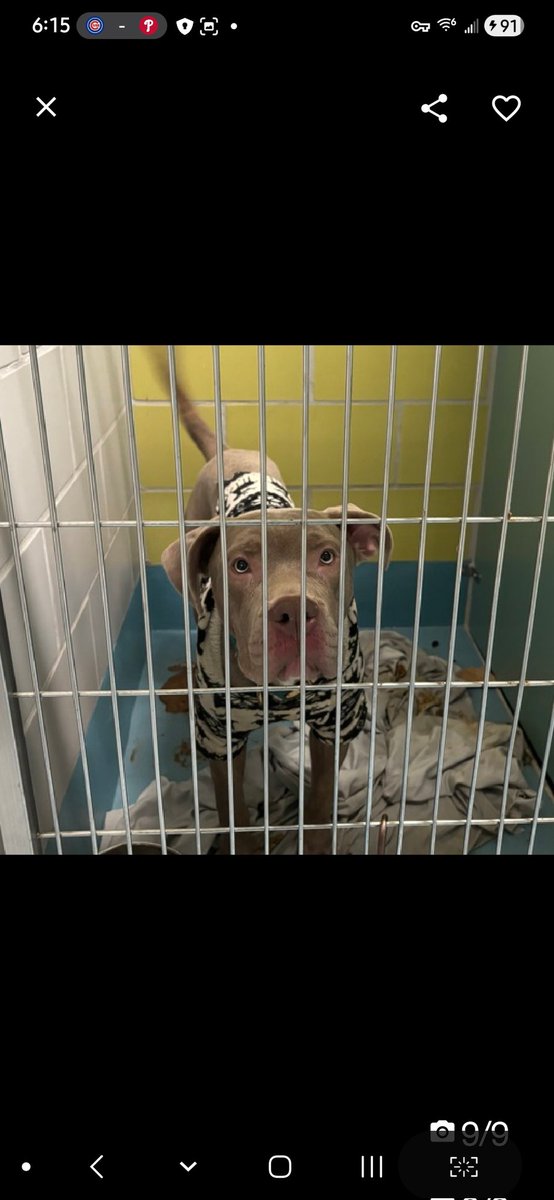 💔Snowman💔
#NYCACC #247903 11M
▪️Kill Command
#AdoptMe 

Precious sweetie's💔, after lost all he knew.
Beautiful puppy's social, friendly &amp; playful in care.
Working hard in shelter scholar program &amp; doing well.
Like many pups, becomes overwhelmed when encountering dogs, other