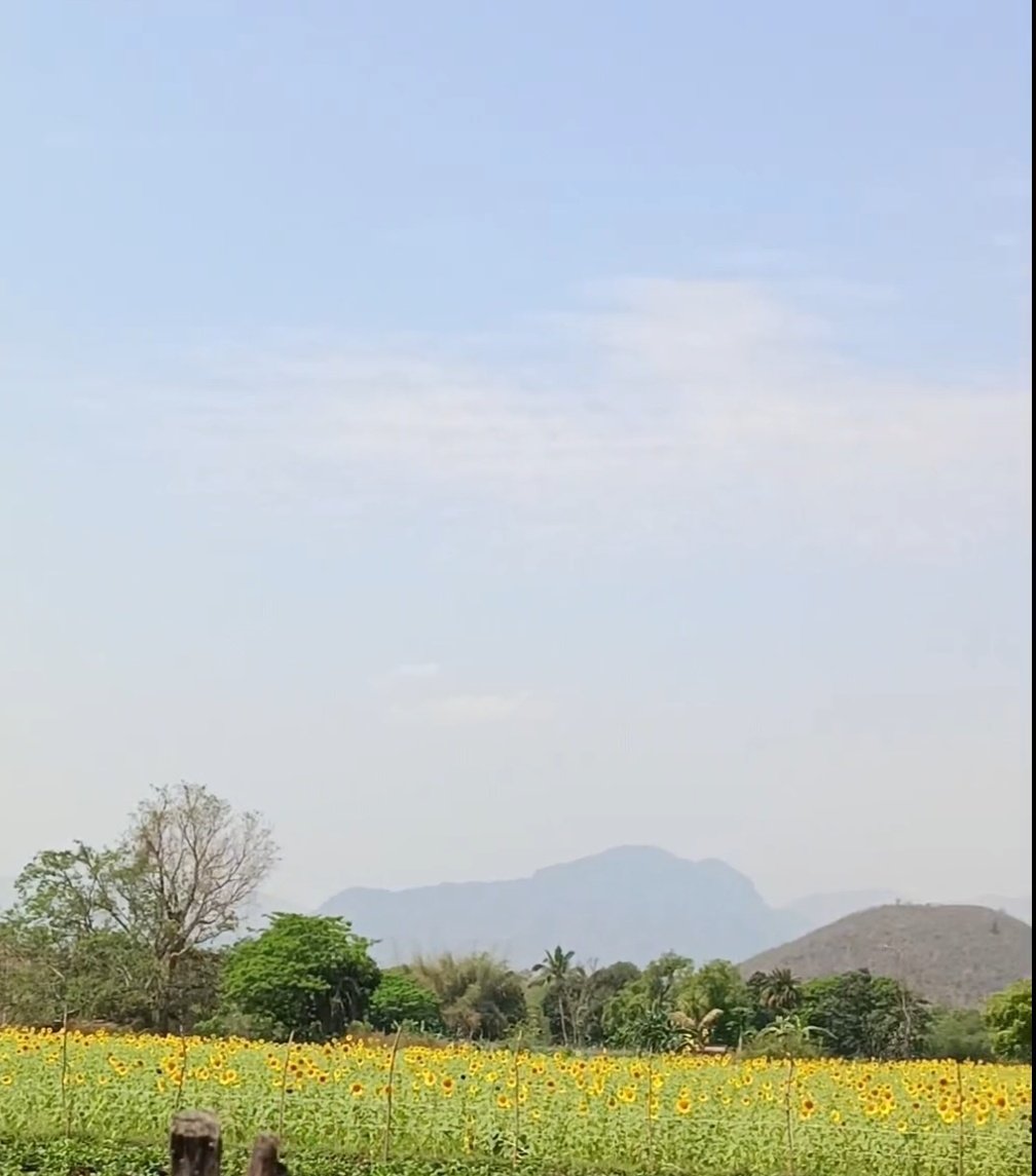 Sumitas_diaries's tweet image. ମୁଁ କେବଳ ଏକ ସୂର୍ଯ୍ୟମୁଖୀ ନୁହଁ,
ମୁଁ ଗୋଟେ ନିରବ ଅପେକ୍ଷା ।
ଆଲୋକ ମଧ୍ୟ ଶୁଣିପାରେନା ମୋତେ,
ସେଇ ଅକଥିତ ଅନୁଭବ ଟିଏ ମୁଁ ।
ନ ଥାଏ କୌଣସି ଶବ୍ଦର ଆବାଜ,
ନ ଥାଏ କାହାରୋ ଡାକ ।
ତଥାପି ମୁଁ ରହିଯାଏ ନିରବରେ 
କାହାକୁ ନଜଣା ଏକ ଅପେକ୍ଷାର ପଥେ ।🌻

#sunflower