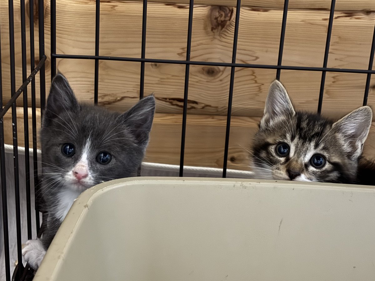 すみパン@5/10(日)譲渡会 tweet media