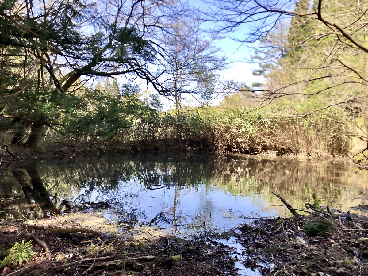 ばふぁりん tweet media