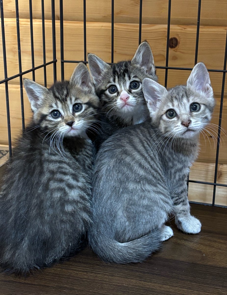 すみパン@5/10(日)譲渡会 tweet media