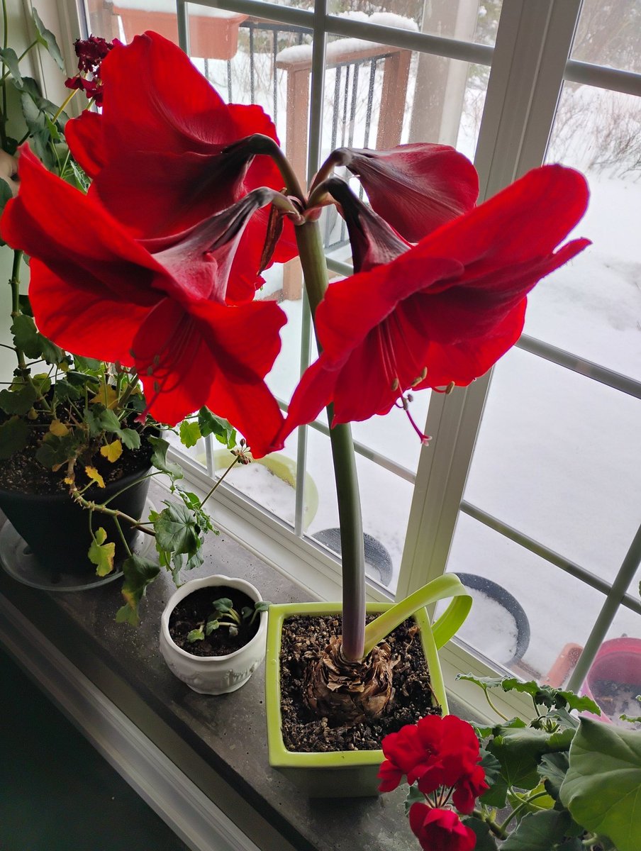 outsidetheboxNL's tweet image. My late sister's gift over 20 years ago is still going strong! #amaryllis