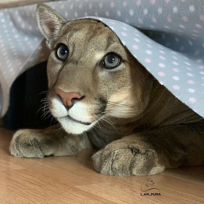 🐾Carol | puma girl 🐾 tweet media