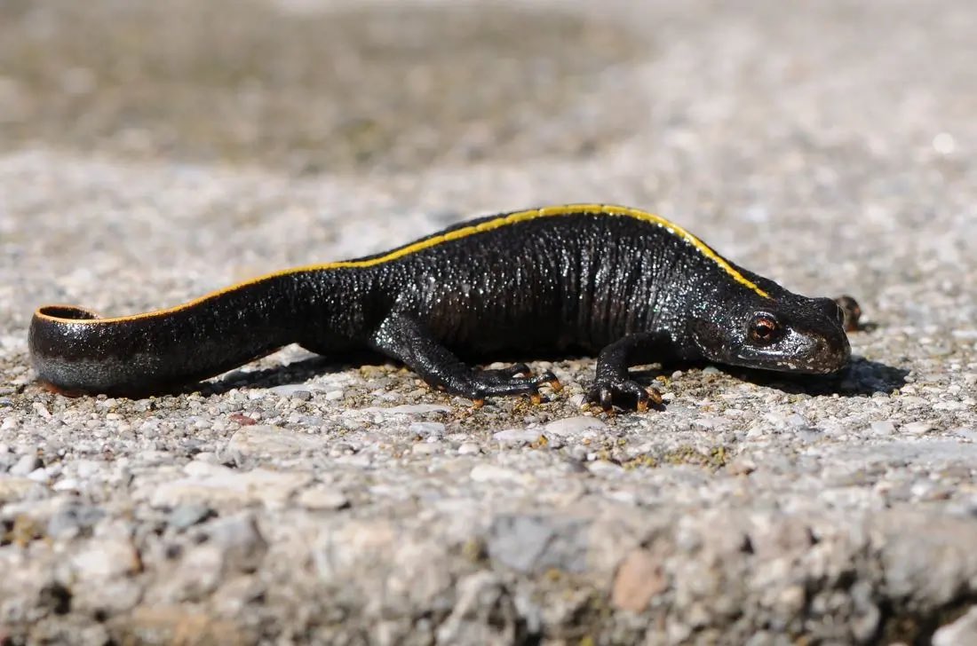 Alby IN FINALE 🥥 tweet media