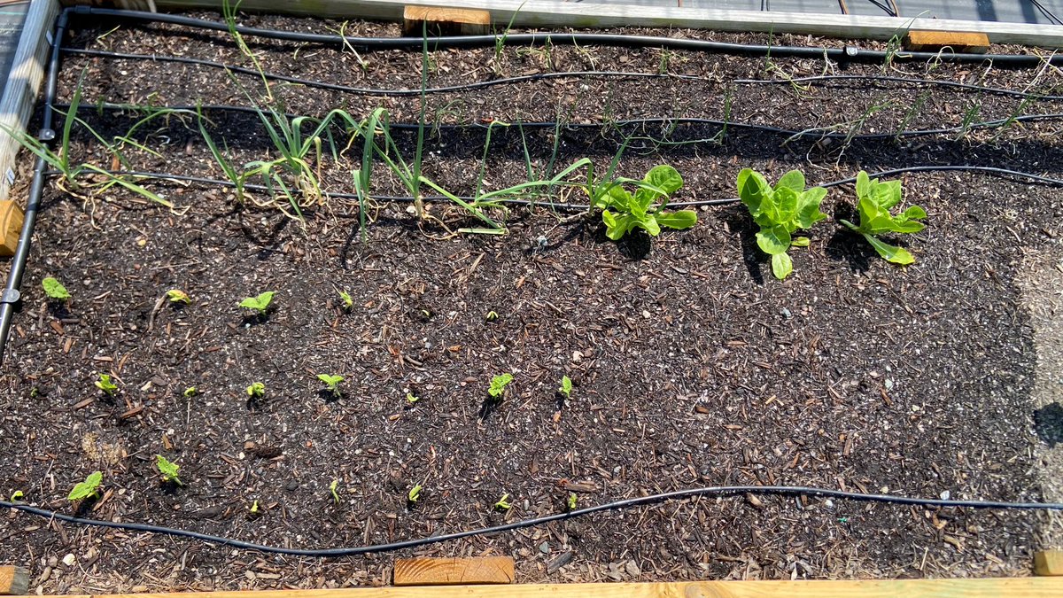 NCGardening's tweet image. Garden experiment: the wet soil area is planted with 2 packets of string beans: fresh seed on the left, 3 year old seed on the right. Fresh seed = 100% germination. Old seed = 0% germination. SO FAR. It’ll be interesting to see how it ends.

———
#gardening #experiment