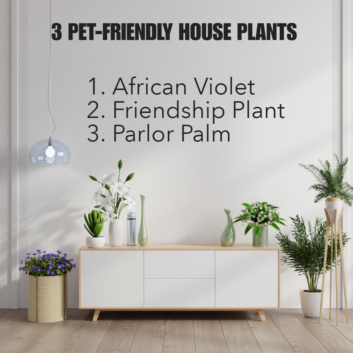 ScottXPierce's tweet image. Love plants but your pets come first? 🐶 Try these 3 pet-friendly houseplants:

1. African Violet
2. Friendship Plant 
3. Parlor Palm

How many pets do you have? Let us know in the comments! 💭

#houseplants #realestate #homeimprovement #diy #plants #plant