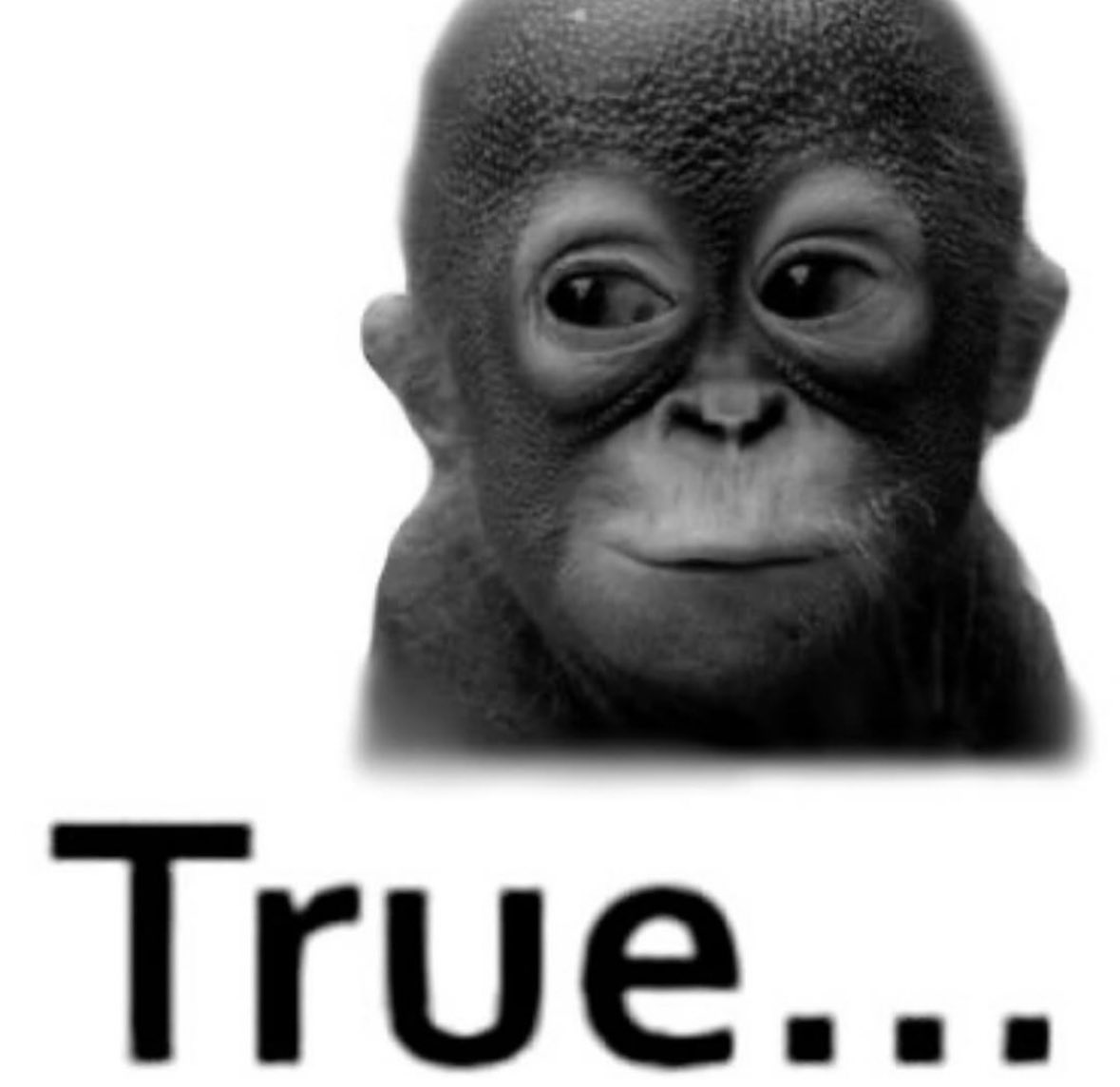 Orangutandrea tweet media
