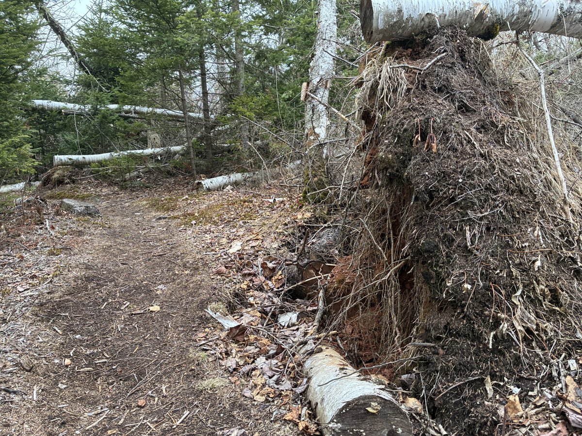 ryanrross's tweet image. Went for a training hike/run in Breadalbane. Still sad to see how many trees Fiona knocked down. #running #pei