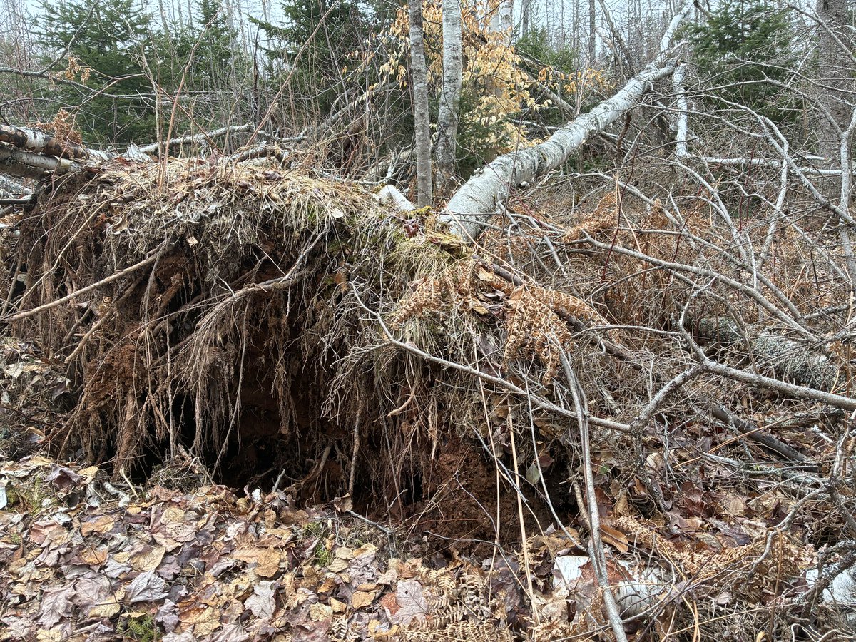 ryanrross's tweet image. Went for a training hike/run in Breadalbane. Still sad to see how many trees Fiona knocked down. #running #pei
