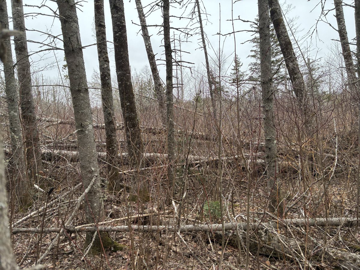 ryanrross's tweet image. Went for a training hike/run in Breadalbane. Still sad to see how many trees Fiona knocked down. #running #pei