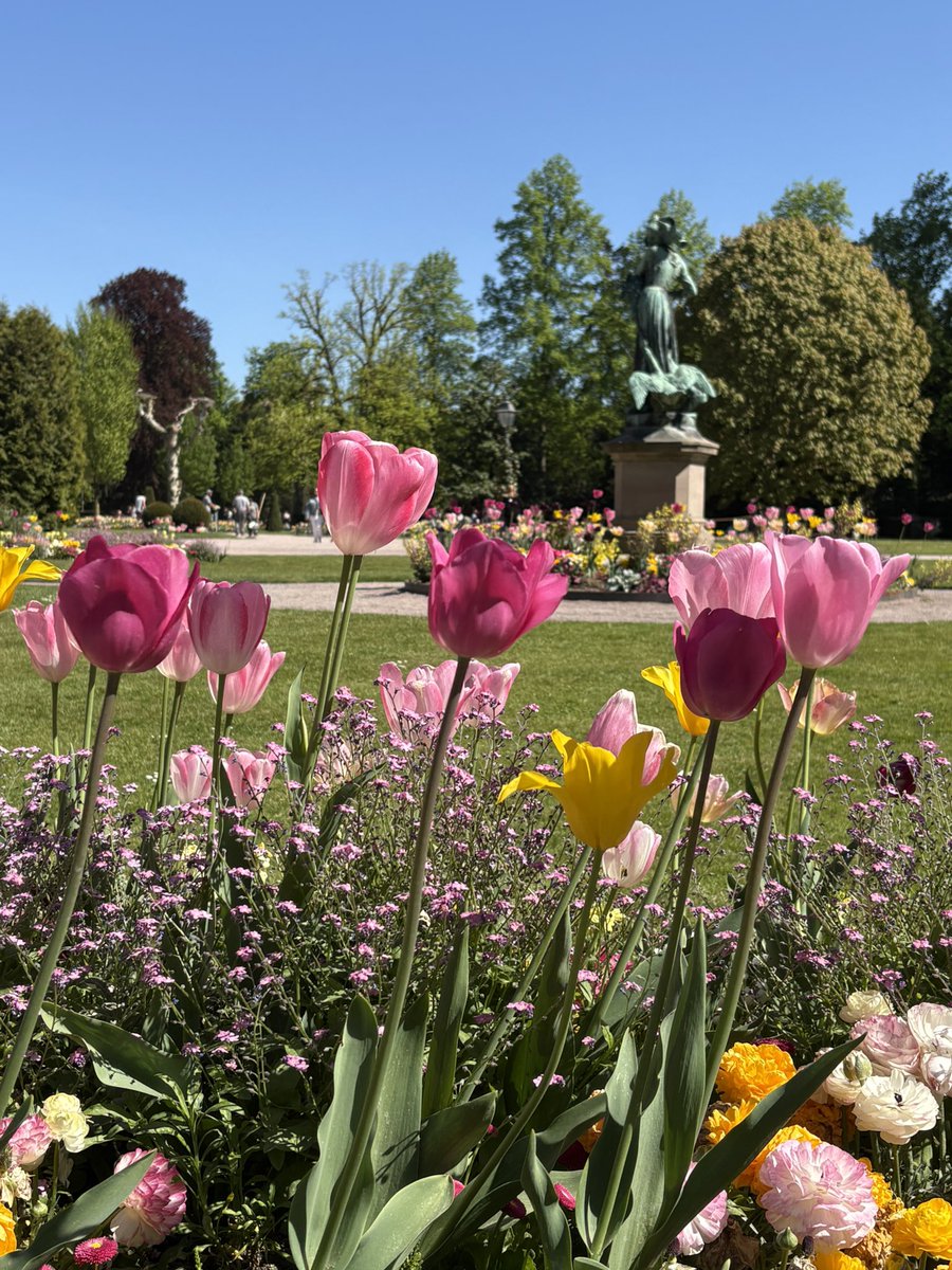 Tulipe tweet media
