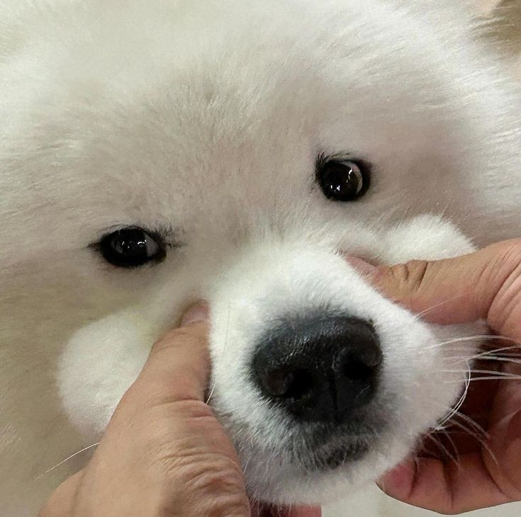 puppies video tweet media