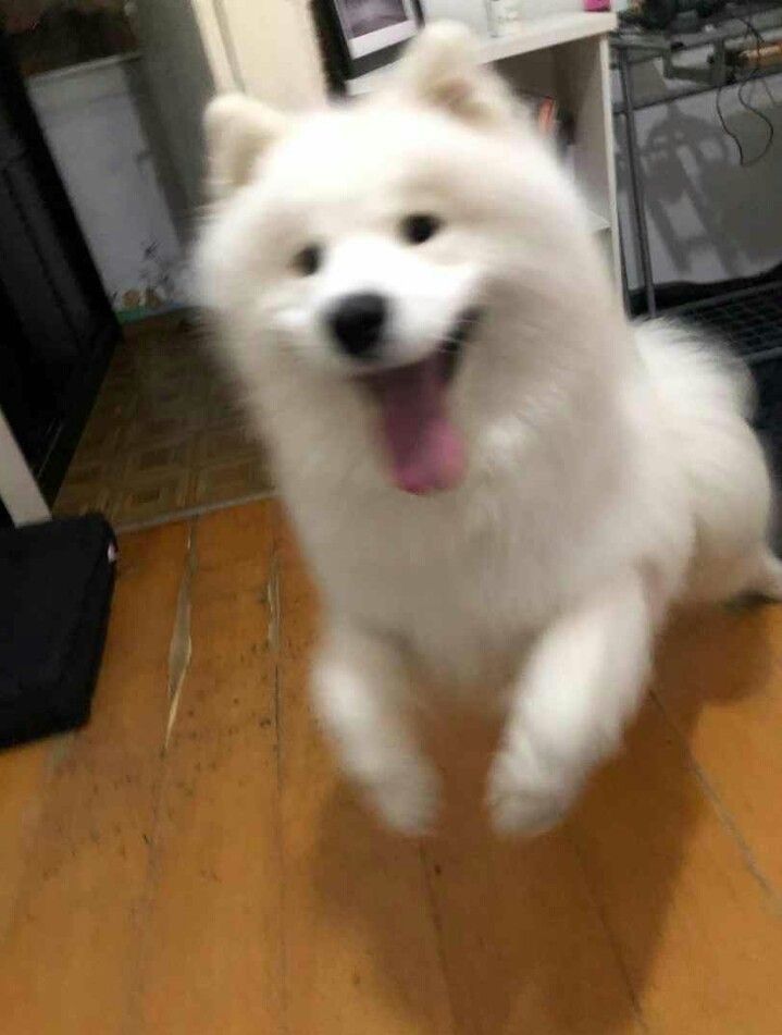 puppies video tweet media