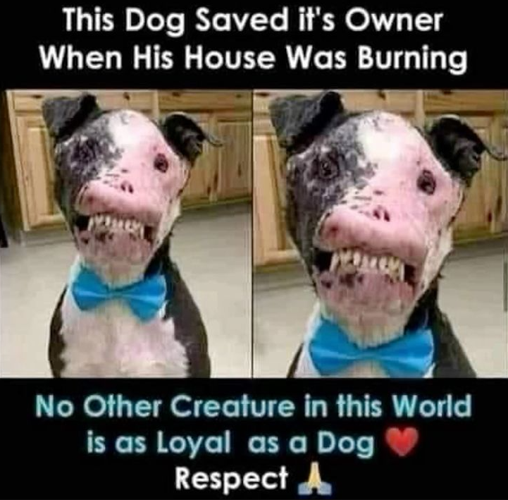 Best in Dogs tweet media