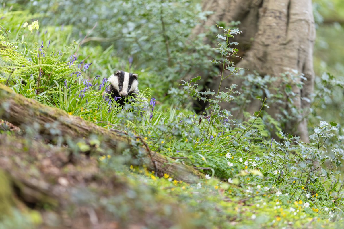 Spring time in Ireland ! Badgers and bluebells! Fantastic to sit and watch!