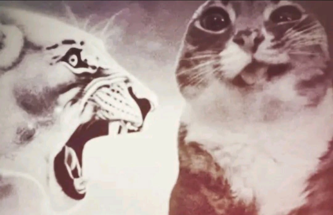 lesbicha tweet media