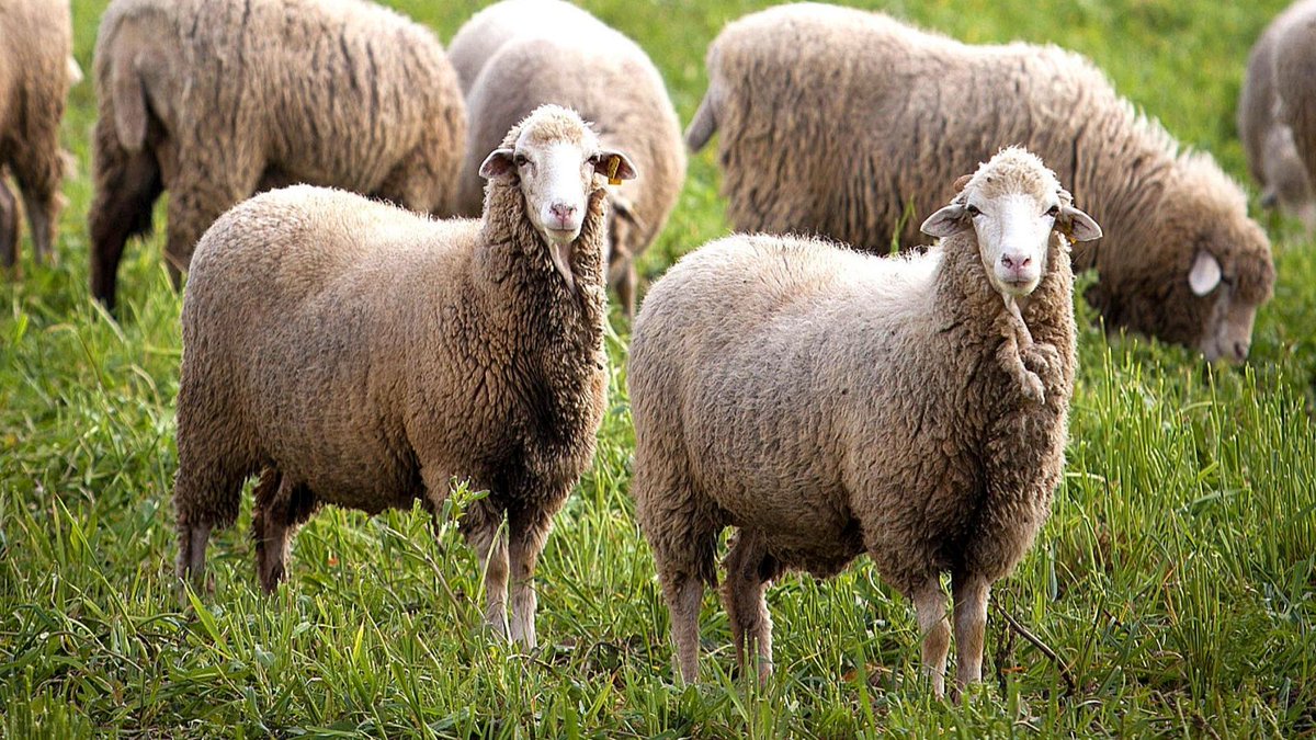 PEDRO CASTAÑO GARCÍA tweet media