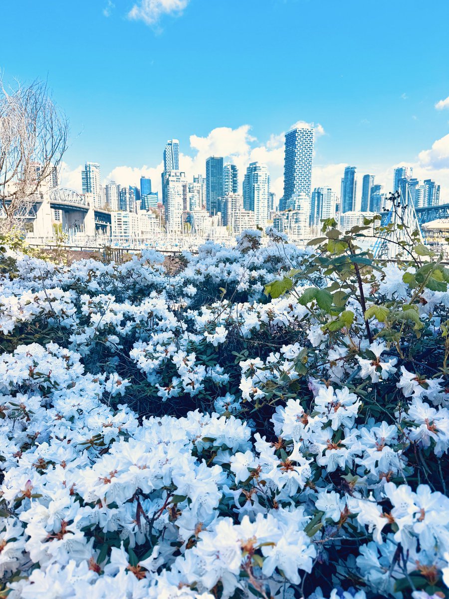 PBK_84's tweet image. In awe of spring. This is your sign to enjoy the moment and stop to smell the flowers.🌺 #renewal #hope #resurgence #matchalover