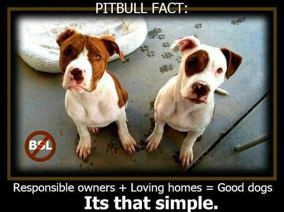 pitbullsad's tweet photo. https://t.co/w3lDhPhxjD