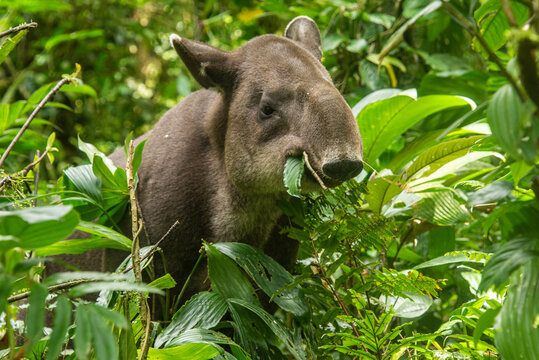 Es posible que el mamífero más grande de Sudamérica viva a pocos kilómetros de la ruidosa Caracas? 
En las densas selvas del Parq Nac. Warairarepano, el equipo de A Contrarreloj, documenta hito histórico de la conservación en Vzla. Info en este link youtu.be/4dc0lxUfXos?si…

Hilo.