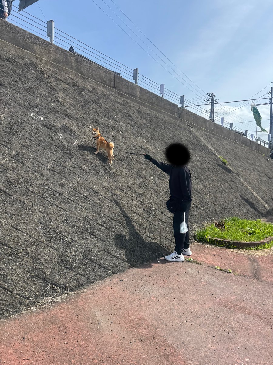 柴犬🐕ろく tweet media
