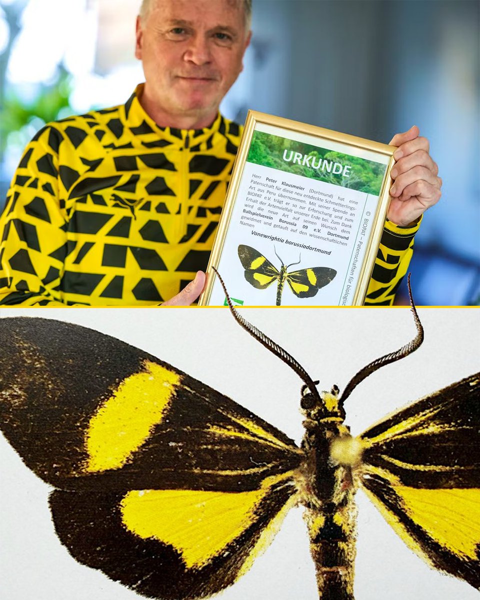 BlackYellow's tweet photo. From Dortmund to the Peruvian rainforest 🖤💛🦋

“Vanewrightia borussiadortmund”, a previously unknown species of butterfly, was found by Peter Klausmeier in the Peruvian rainforest and named in honor of his beloved BVB. 🥹🦋 https://t.co/JsEaQ8XT66