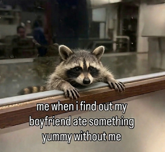 Raccoon And Me tweet media