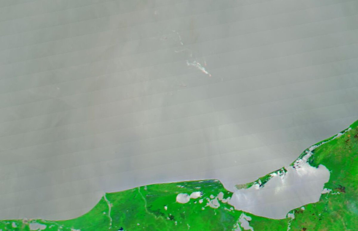 Pandita rojo 🐳 tweet media