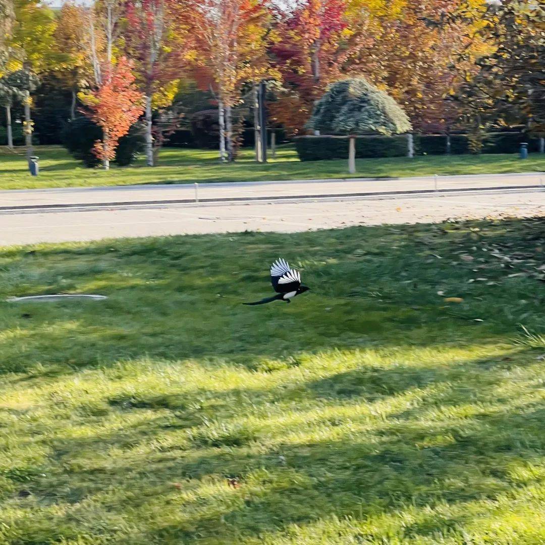 heri tribowo tweet media