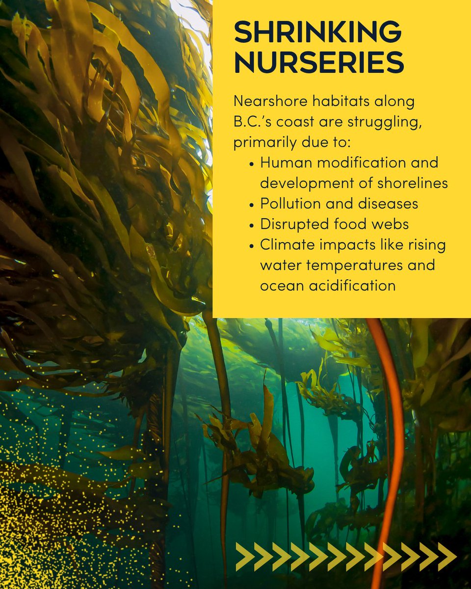 PACIFIC SALMON FOUNDATION tweet media